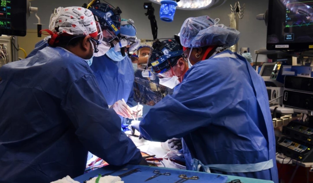 Médicos fazem transplante de coração de porco